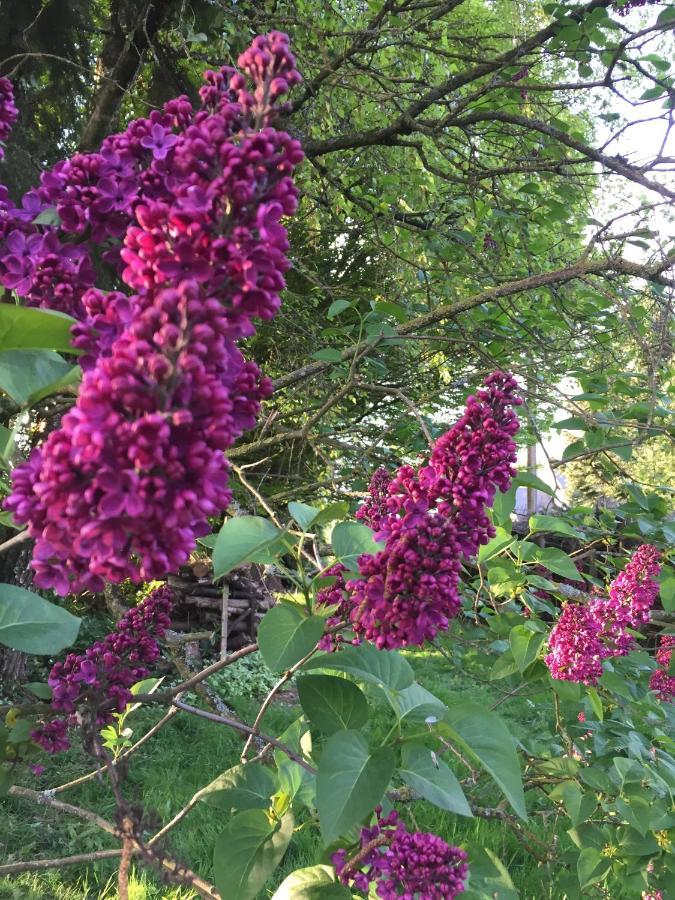 L'Hôtié de Brocéliande Acomodação com café da manhã Paimpont Exterior foto