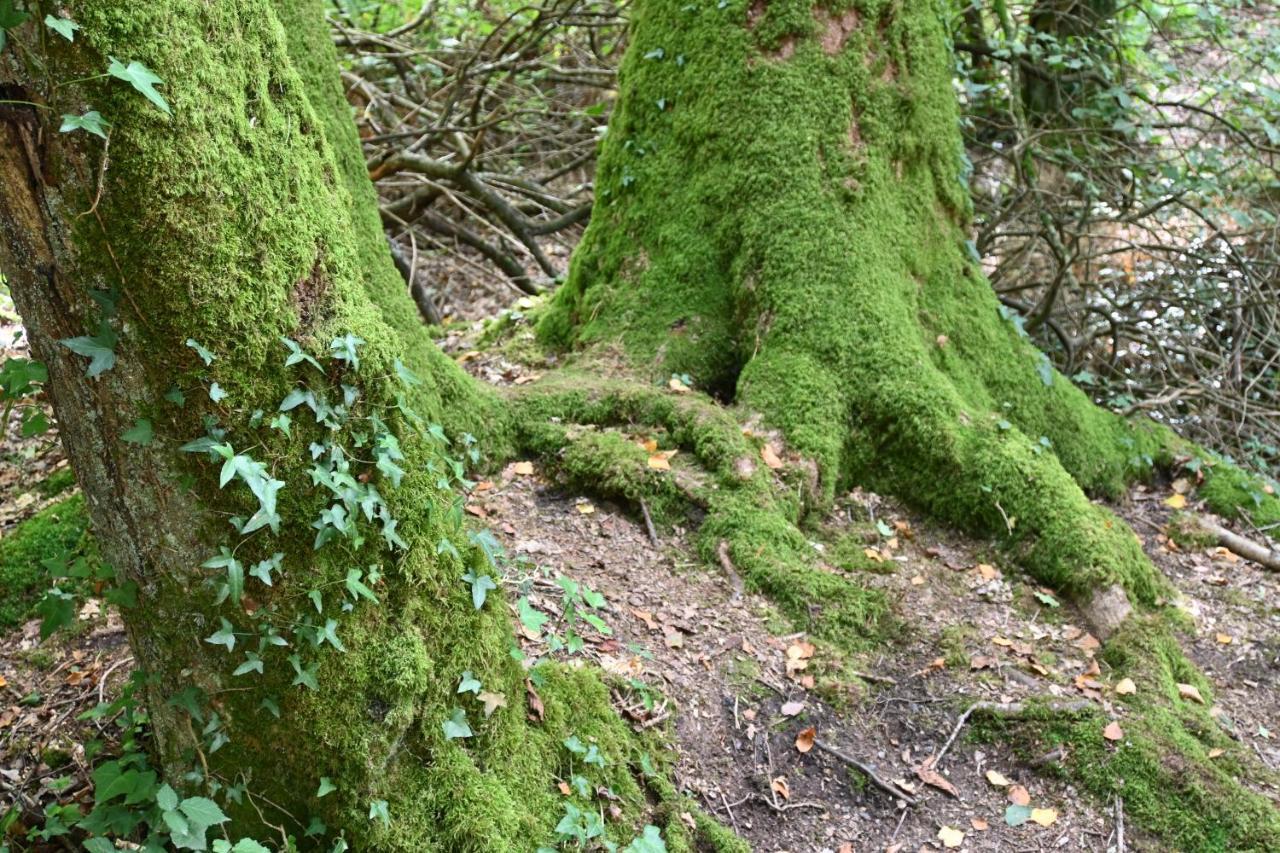 L'Hôtié de Brocéliande Acomodação com café da manhã Paimpont Exterior foto