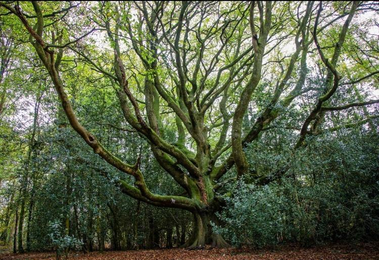 L'Hôtié de Brocéliande Acomodação com café da manhã Paimpont Exterior foto
